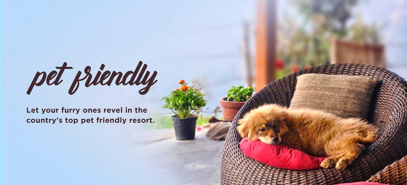 Pet Vacation – A Stress-Free Trip and an Absolute Reality pet friendly vacation