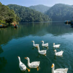 Emeraldtrail : Honeymoon Destination and Nearby Attractions