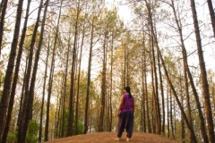 Bhimtal Hill Resort Emerald Trail, Uttarakhand