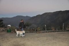 Pet-Friendly Hotel and Resort India