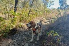 Pet friendly Trekking in Bhimtal