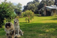 Pet-Friendly  Resort India