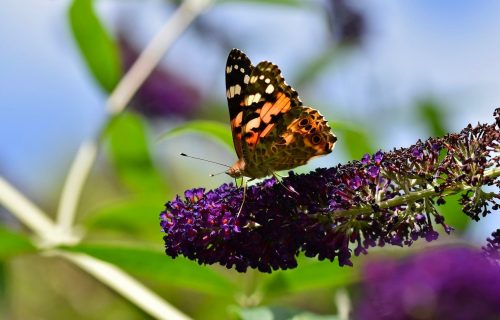 Emerald trail Butterfly